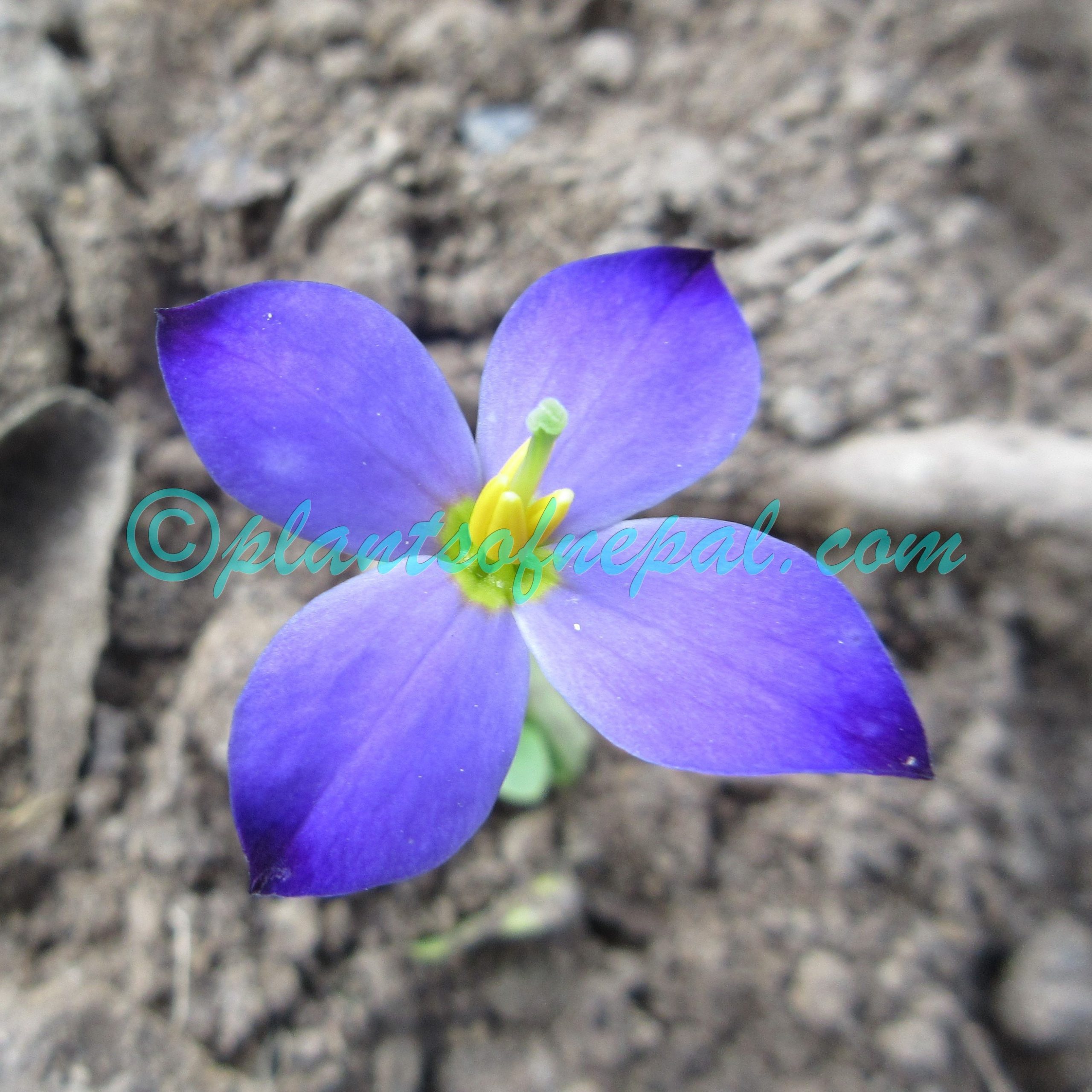 Exacum tetragonum Roxb. Plants of Nepal