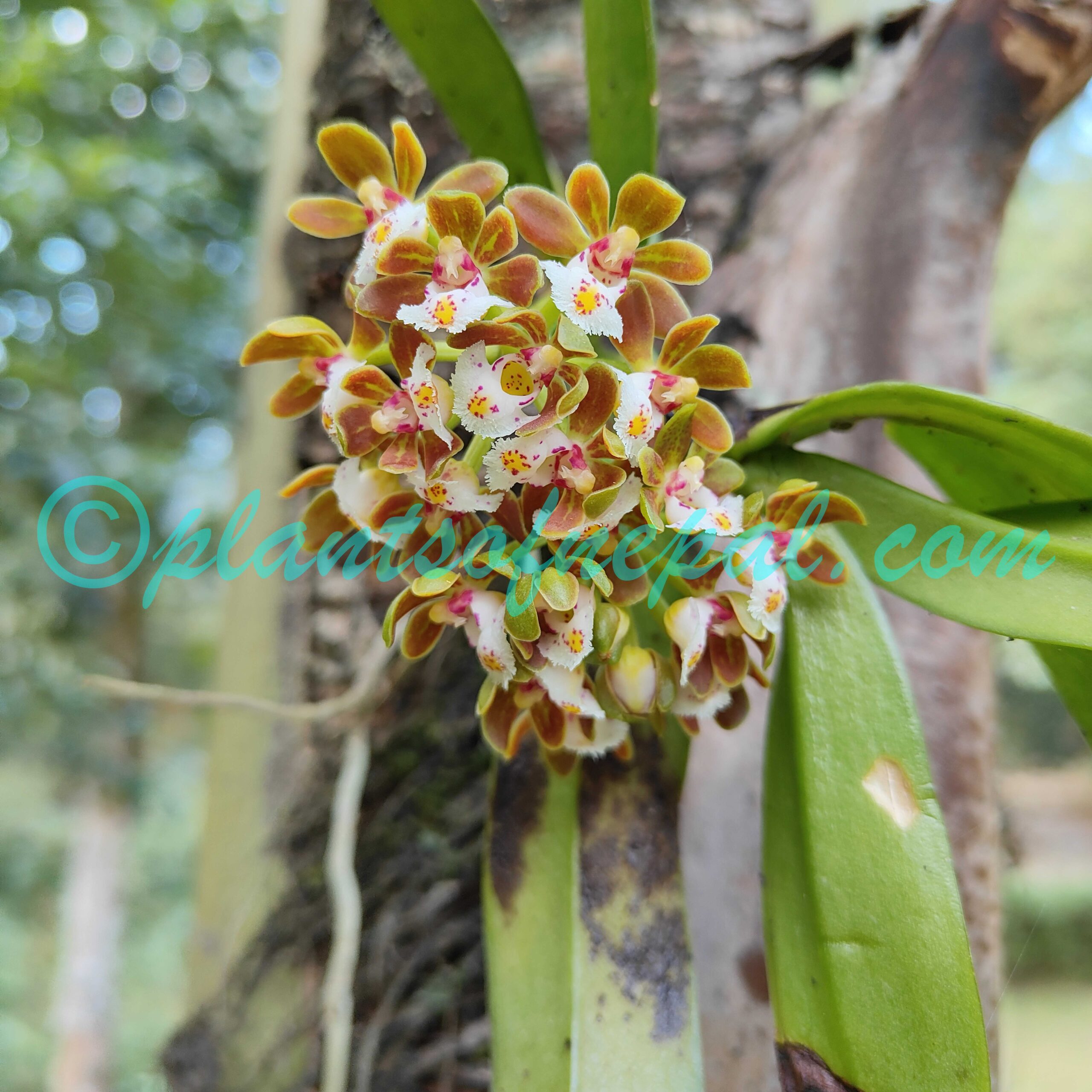 Gastrochilus dasypogon (Sm.) Kuntze Plants of Nepal