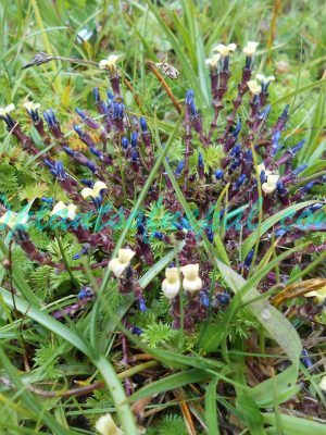Gentiana crassuloides Bureau & Franch. Plants of Nepal