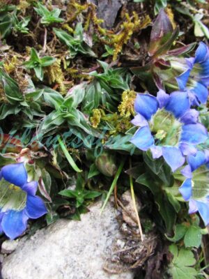 Gentiana depressa D.Don Plants of Nepal
