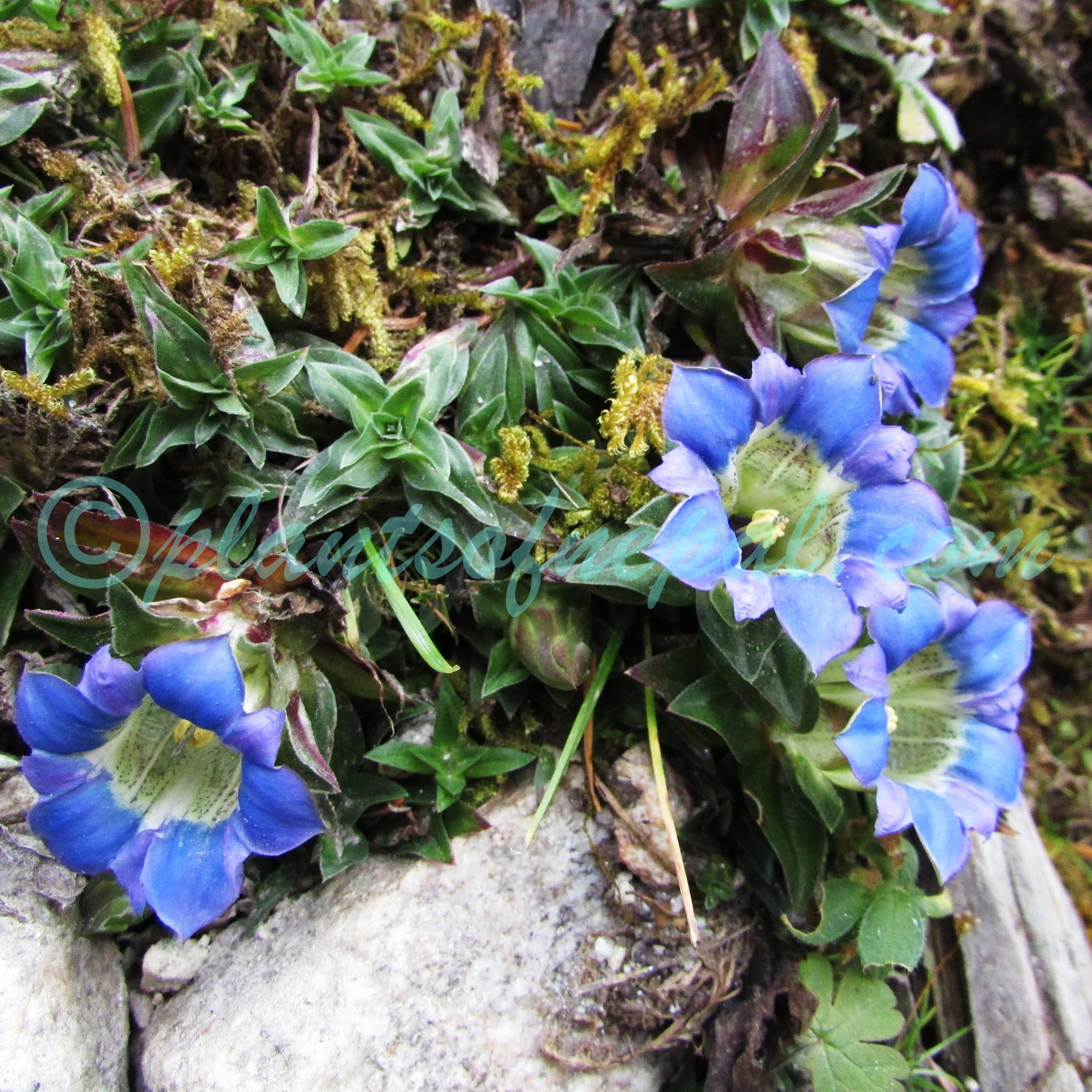 Gentiana depressa D.Don Plants of Nepal