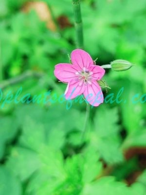 Geranium nepalense Sweet