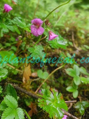 Geranium polyanthes Edgew. & Hook.f. Plants of Nepal