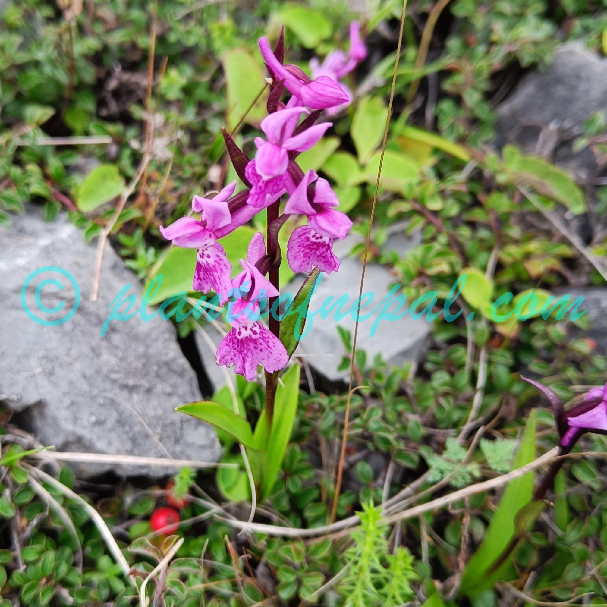 Hemipilia chusua (D.Don) Y.Tang & H.Peng Plants of Nepal