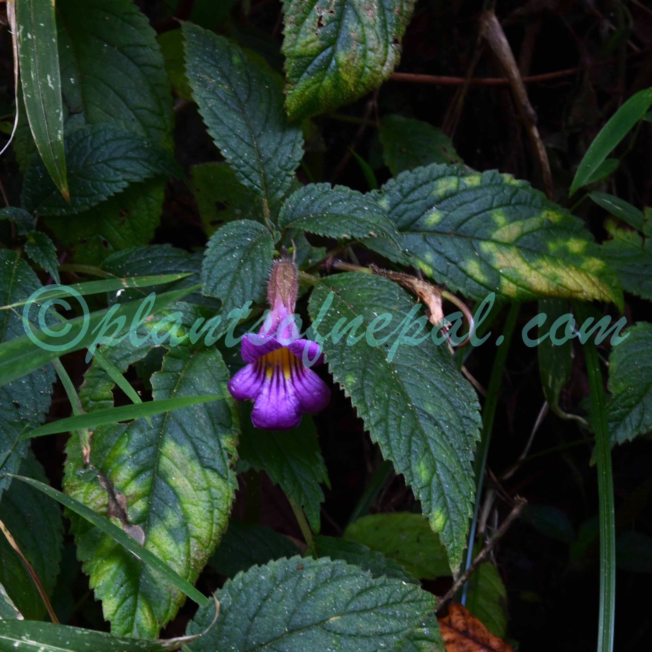 Henckelia urticifolia (Buch.-Ham. ex D.Don) A.Dietr. Plants of Nepal