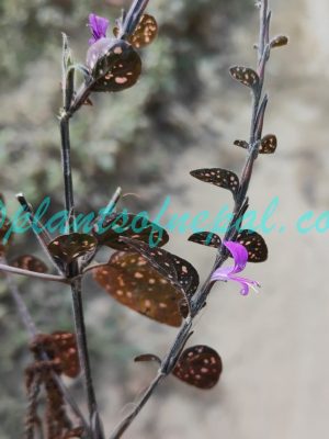 Hypoestes phyllostachya Baker Plants of Nepal