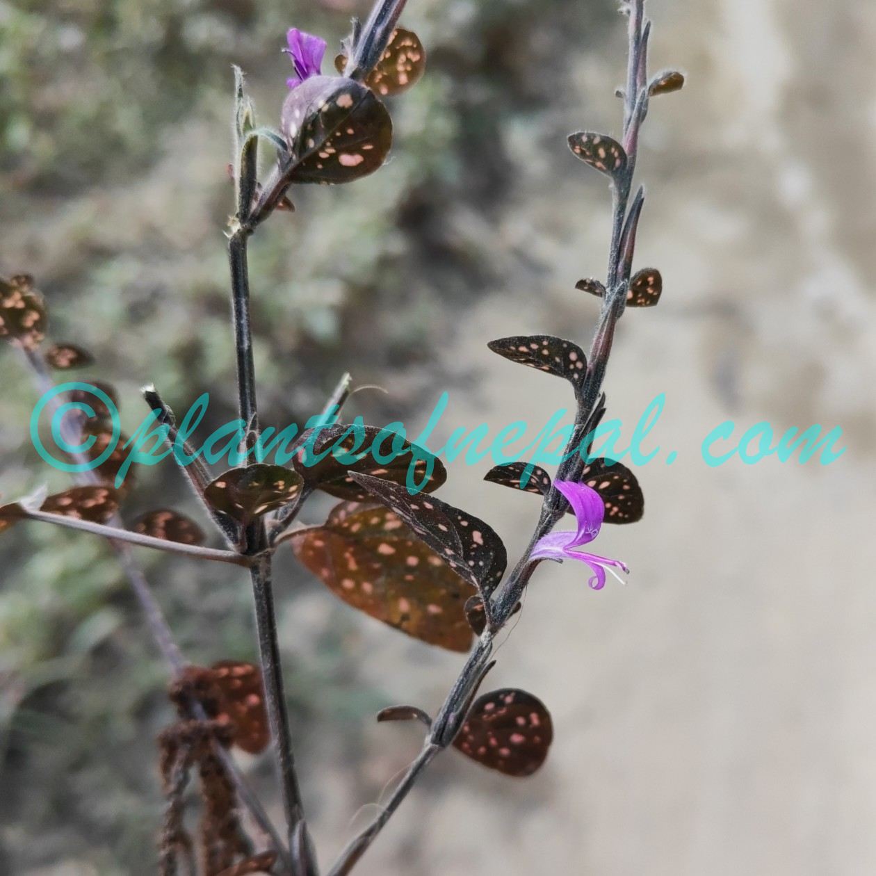 Hypoestes phyllostachya Baker Plants of Nepal