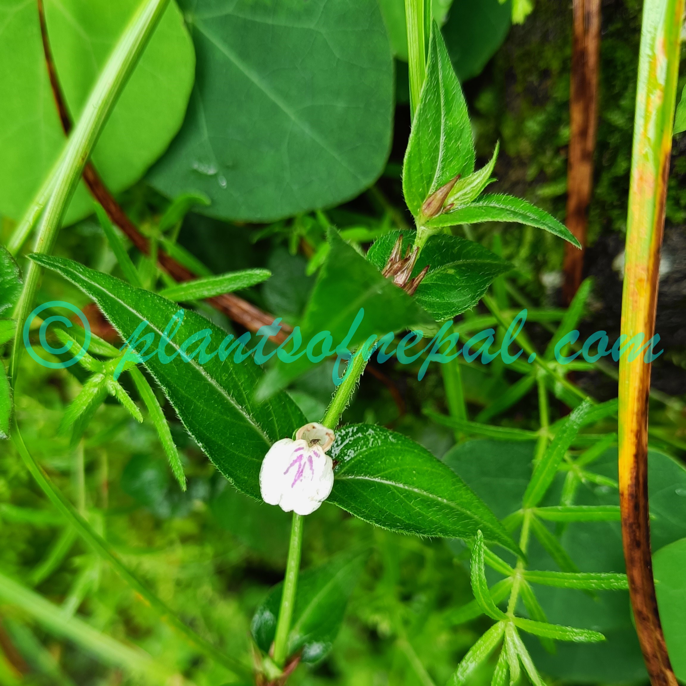 Justicia tukuchensis V.A.W.Graham Plants of Nepal