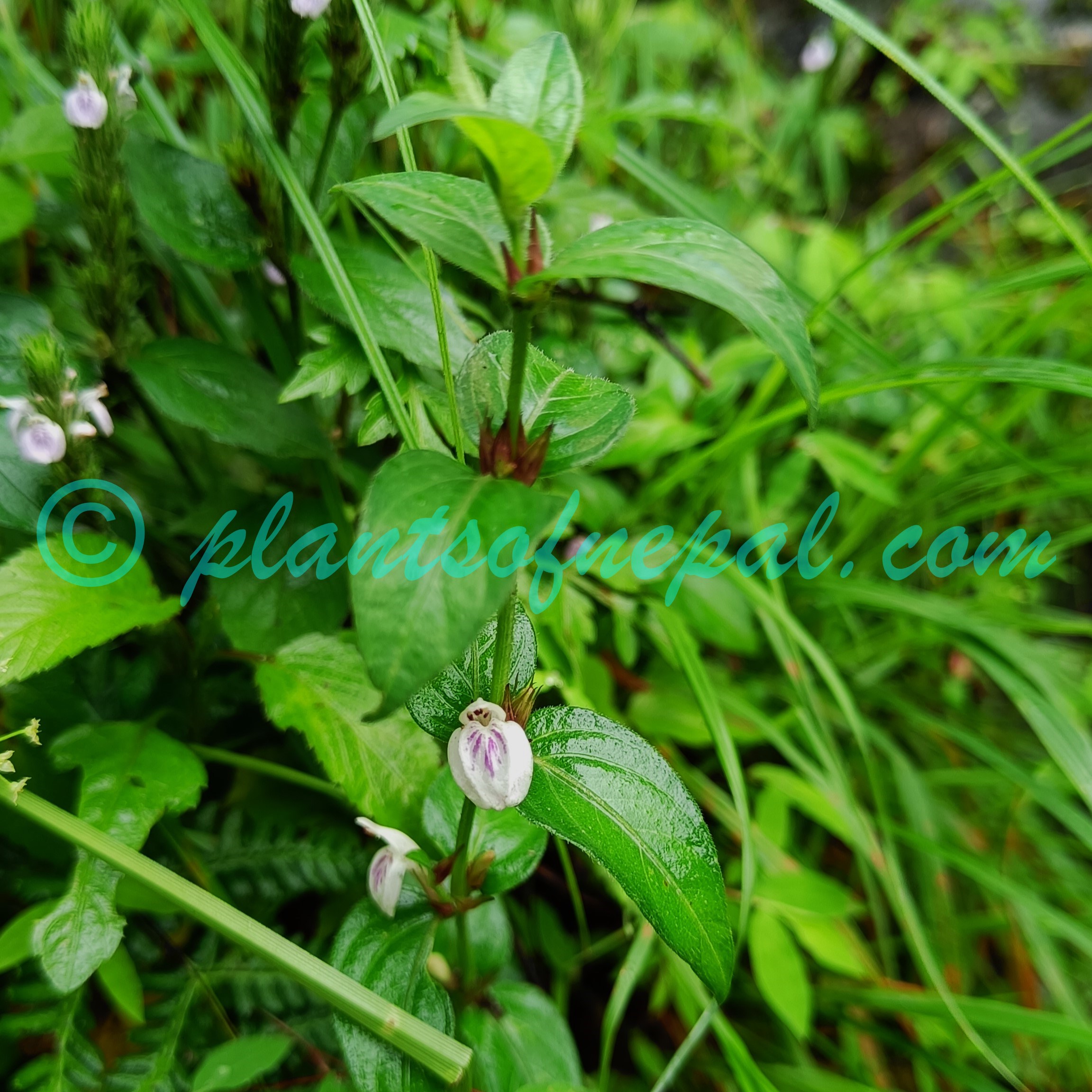 Justicia tukuchensis V.A.W.Graham Plants of Nepal