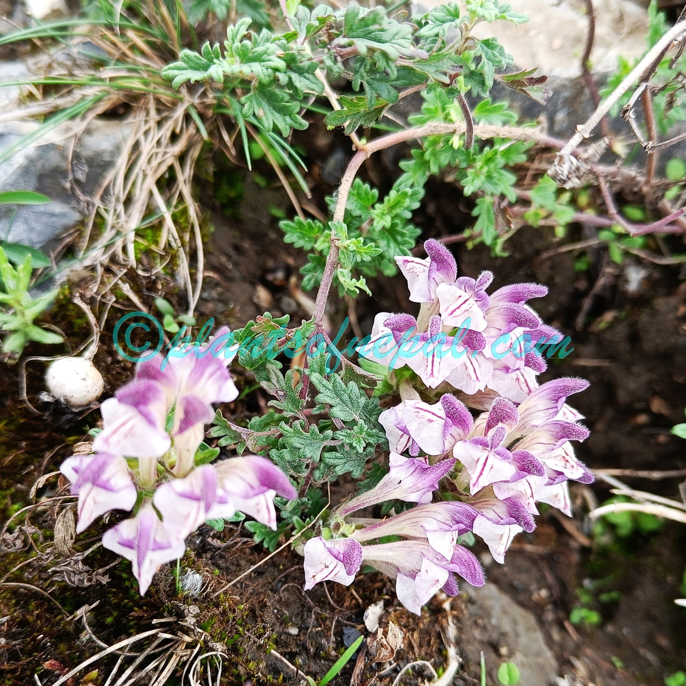 Scutellaria prostrata Jacquem. ex Benth.
