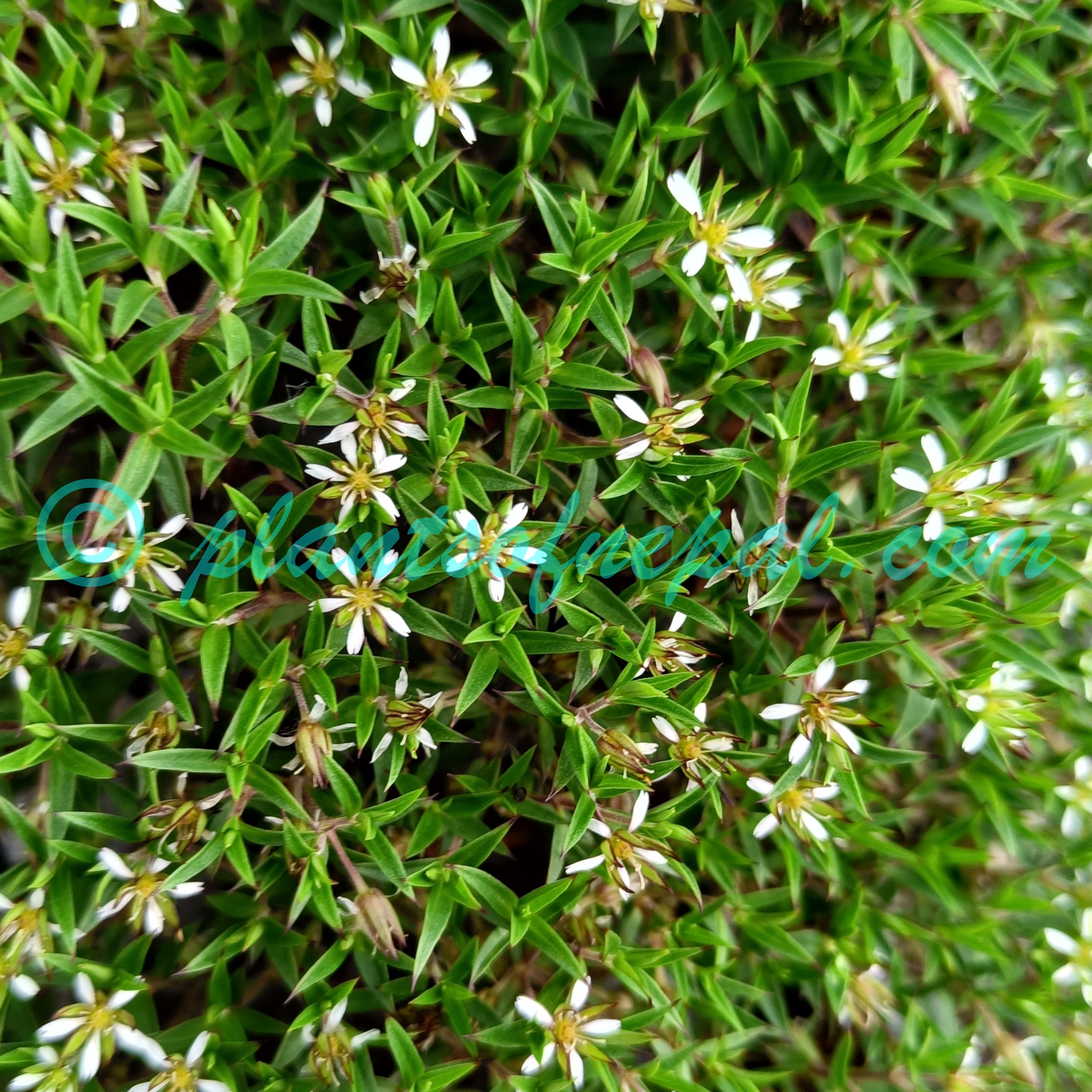 Eremogone mukerjeeana (Majumdar) Rabeler & W.L.Wagner Plants of Nepal