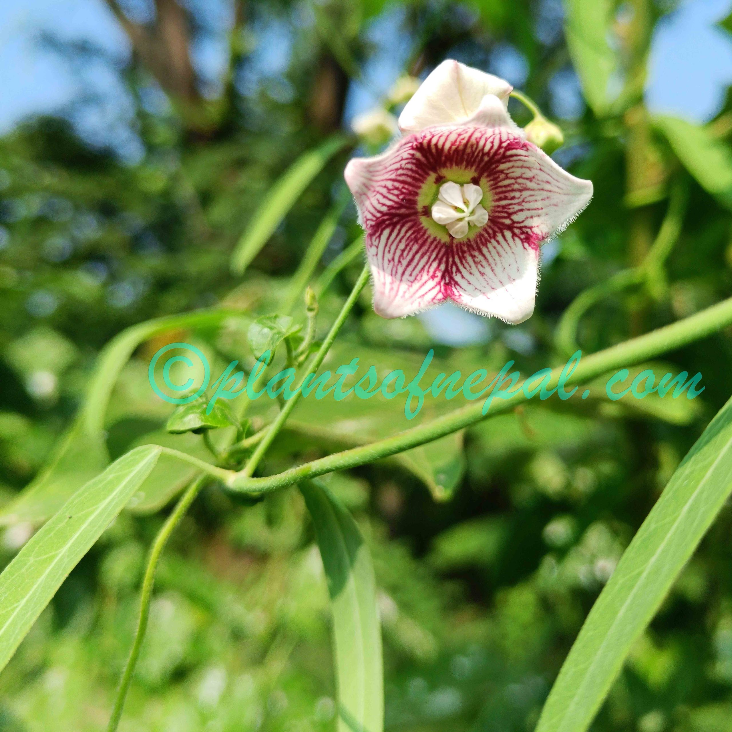 Oxystelma esculentum (L.f.) Sm. Plants of Nepal