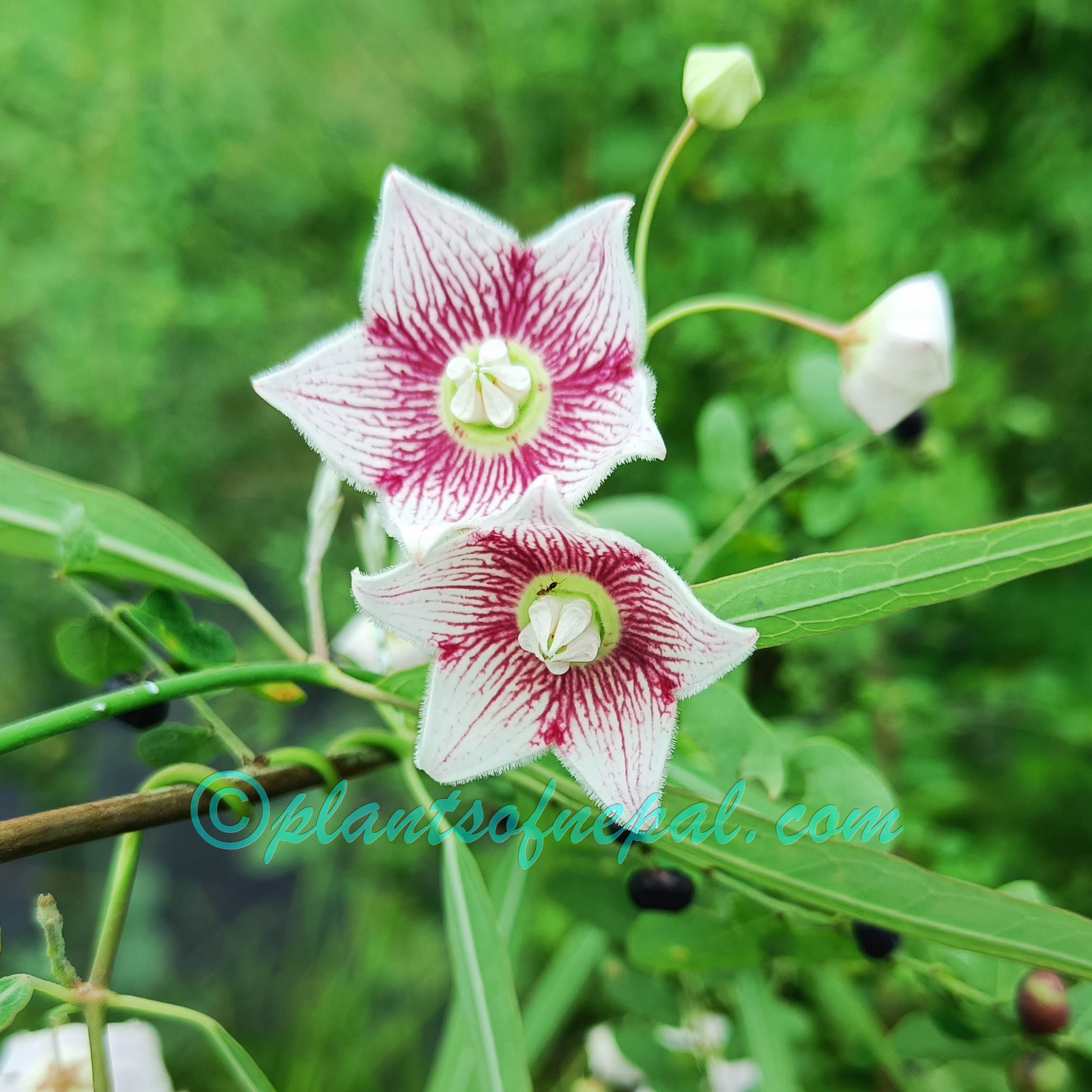Oxystelma esculentum (L.f.) Sm. Plants of Nepal