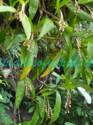 Coelogyne articulata (Lindl.) Rchb.f. Plants of Nepal