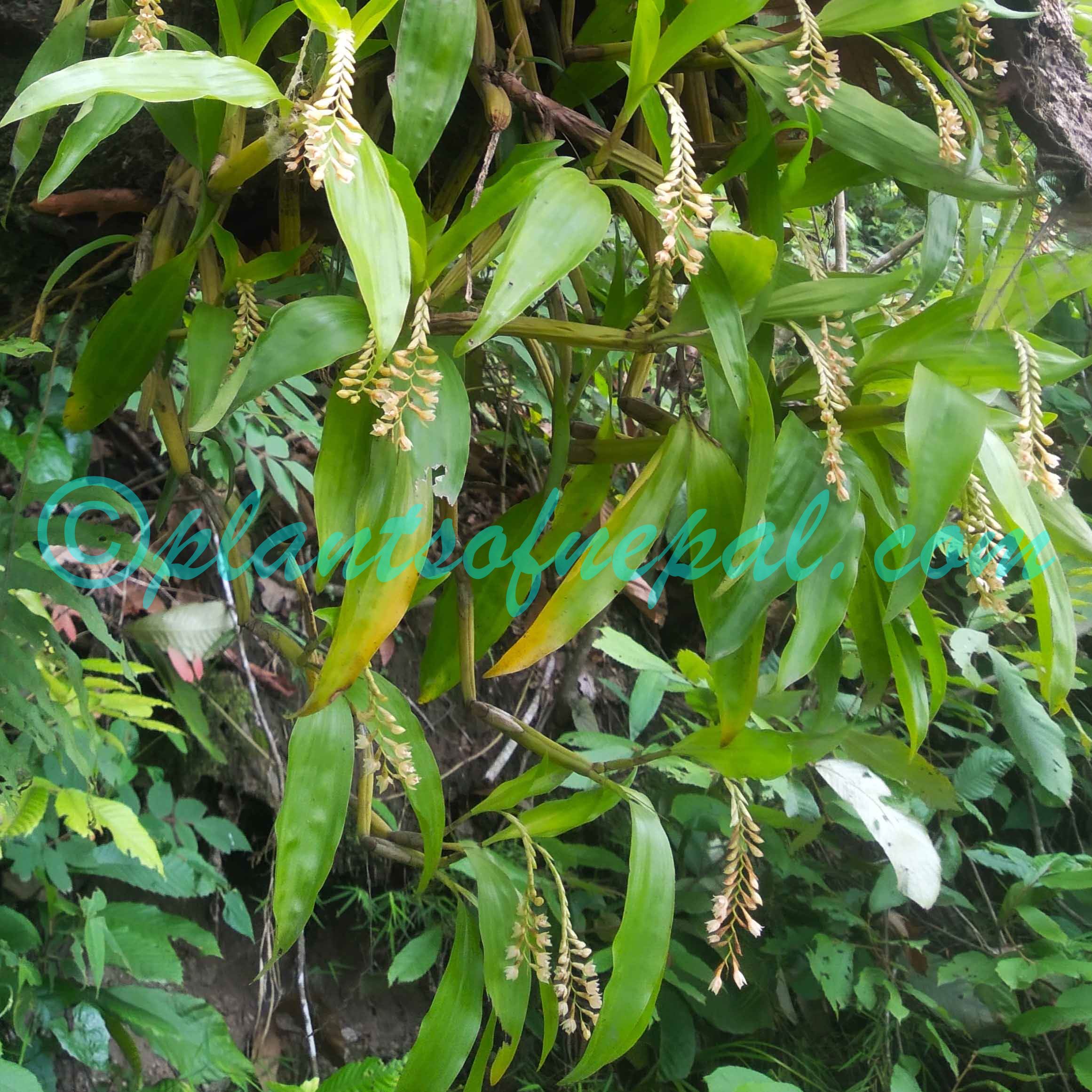 Coelogyne articulata (Lindl.) Rchb.f. Plants of Nepal