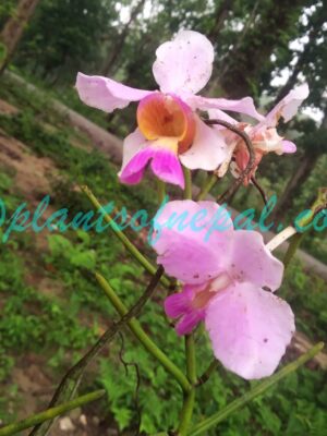 Papilionanthe teres (Roxb.) Schltr. Plants of Nepal