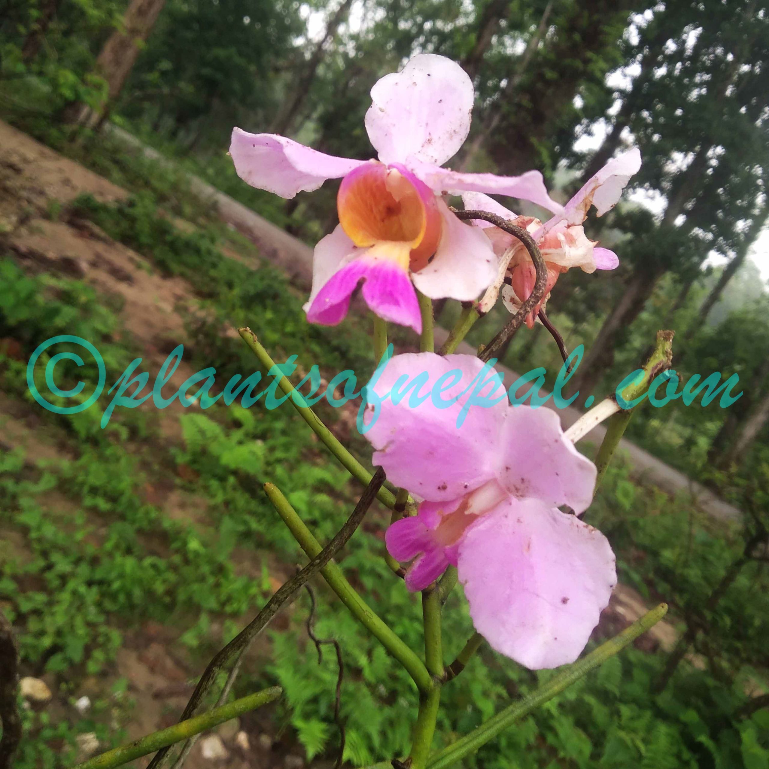 Papilionanthe teres (Roxb.) Schltr. Plants of Nepal