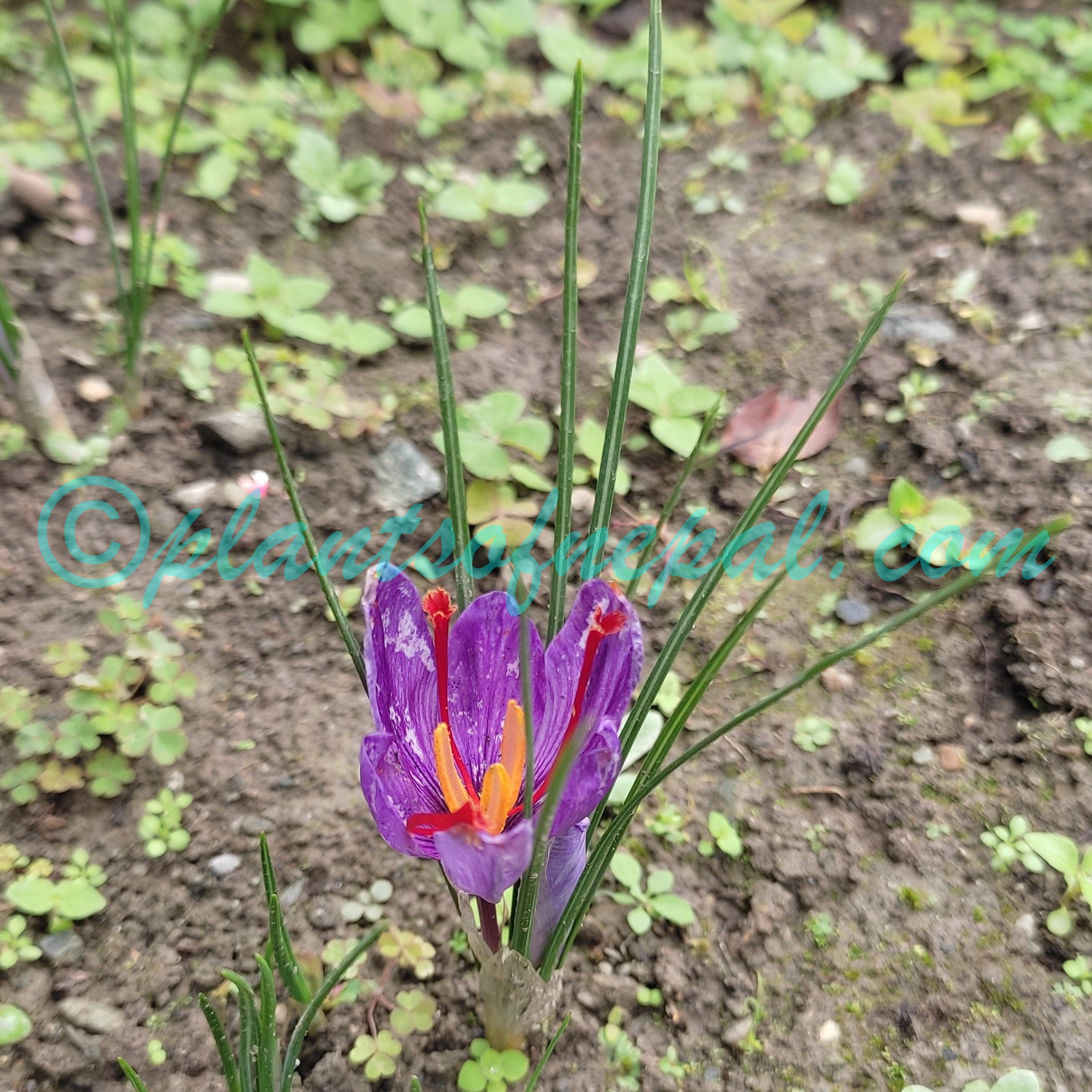 Crocus sativus L. Plants of Nepal