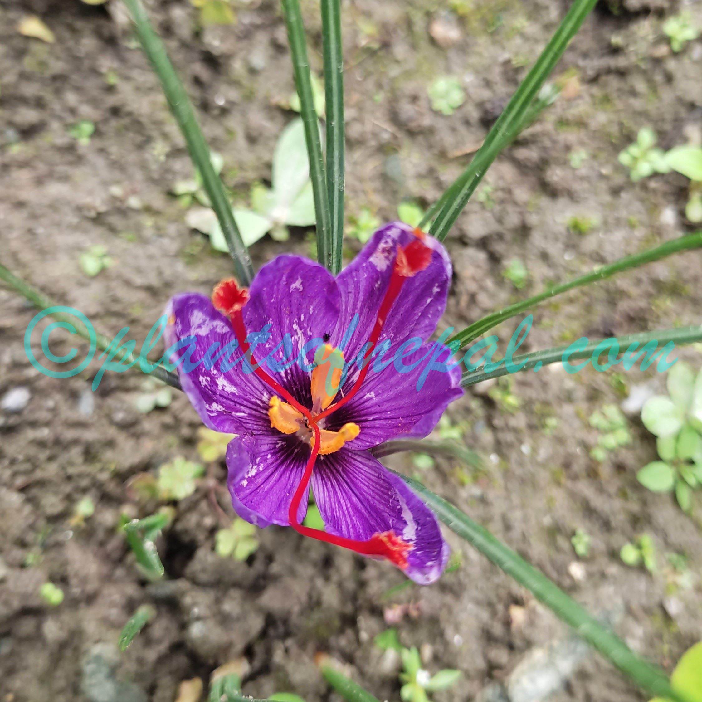 Crocus sativus L.