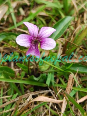 Viola betonicifolia Sm. Plants of Nepal