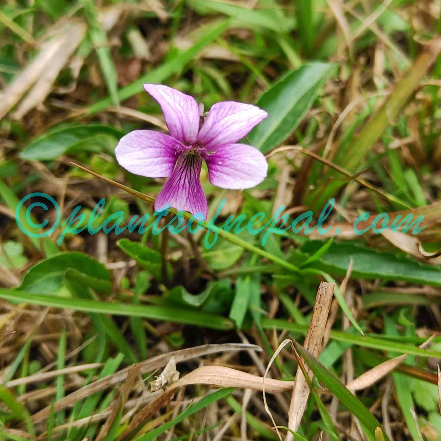 Viola betonicifolia Sm. Plants of Nepal