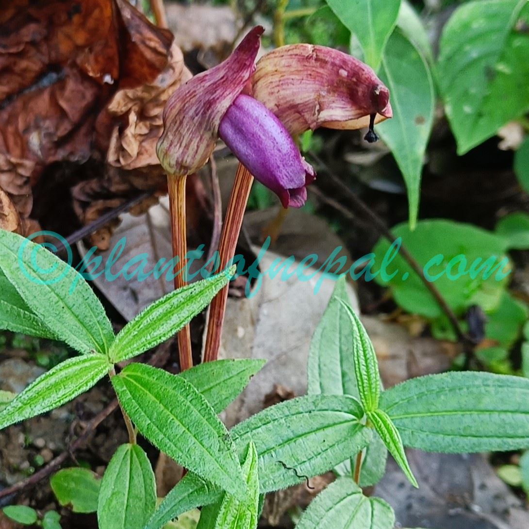 Aeginetia indica L. Plants of Nepal