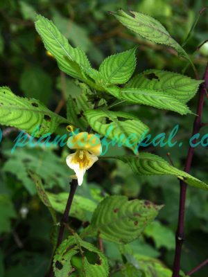 Impatiens tricornis Lindl. Plants of Nepal