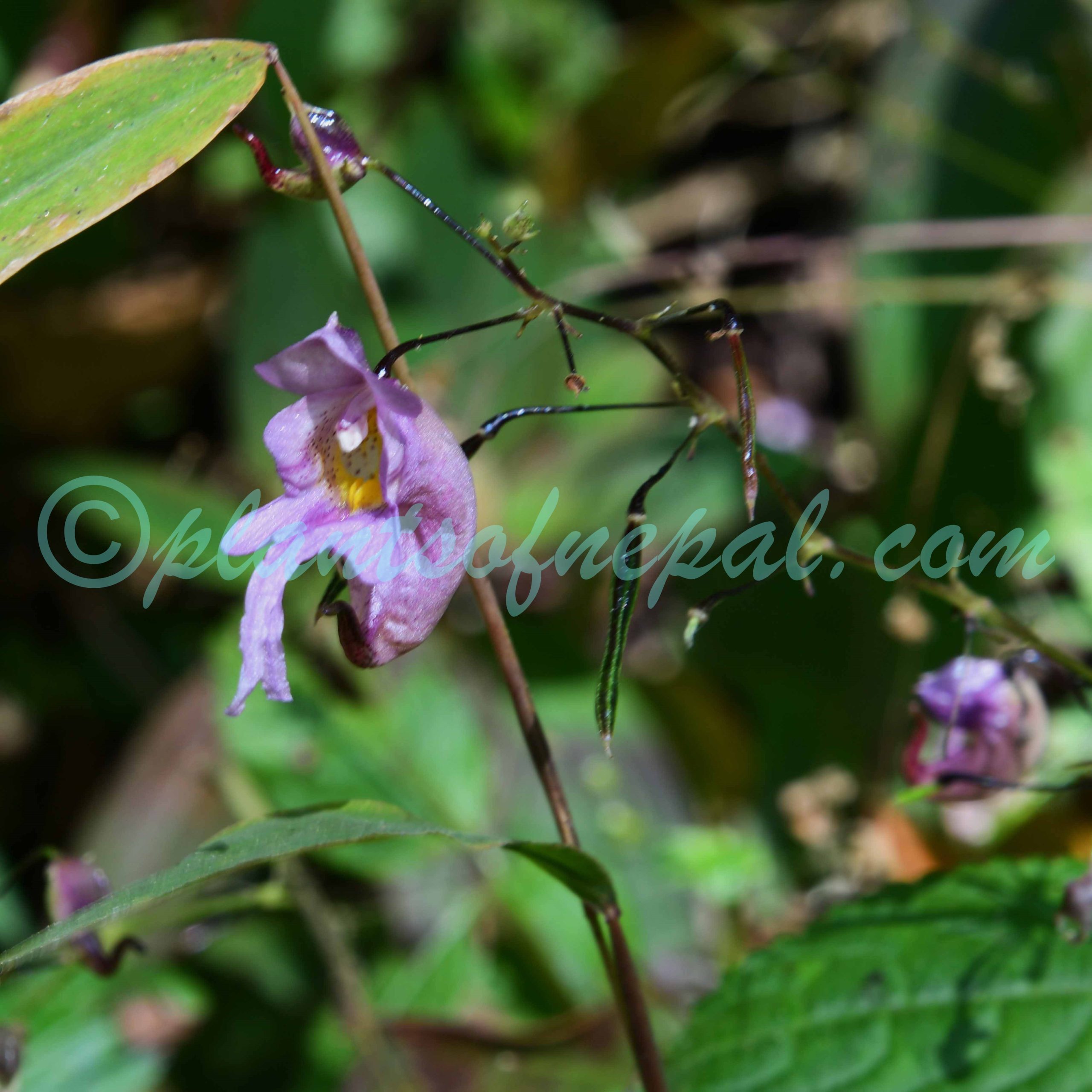 Impatiens bicornuta Wall. Plants of Nepal