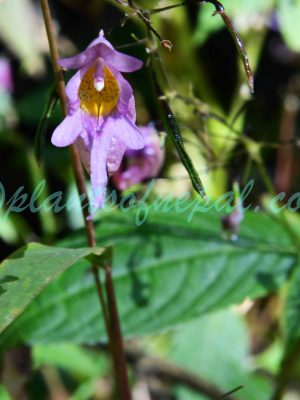 Impatiens bicornuta Wall. Plants of Nepal