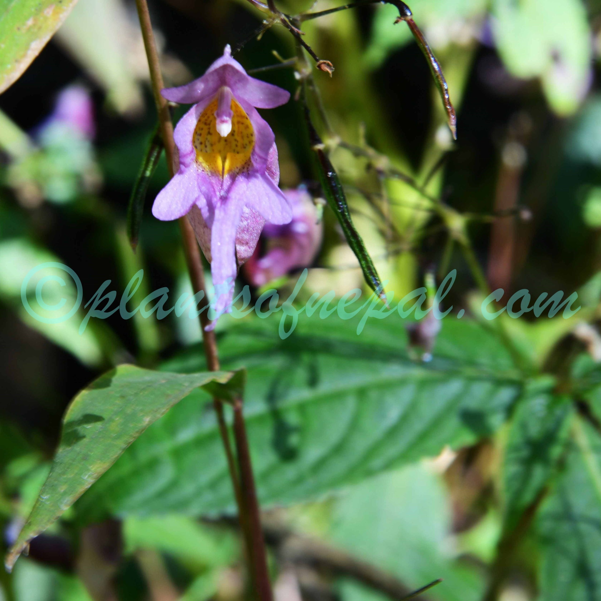 Impatiens bicornuta Wall. Plants of Nepal