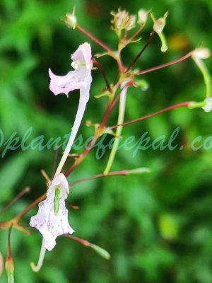Impatiens graciliflora Hook.f. Plants of Nepal