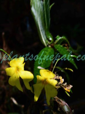 Impatiens leptoceras DC. Plants of Nepal