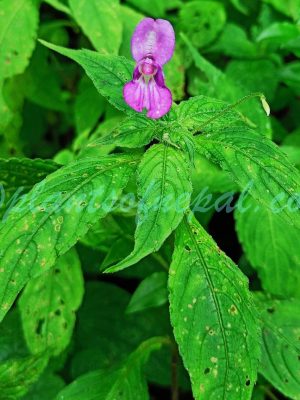 Impatiens puberula DC. Plants of Nepal