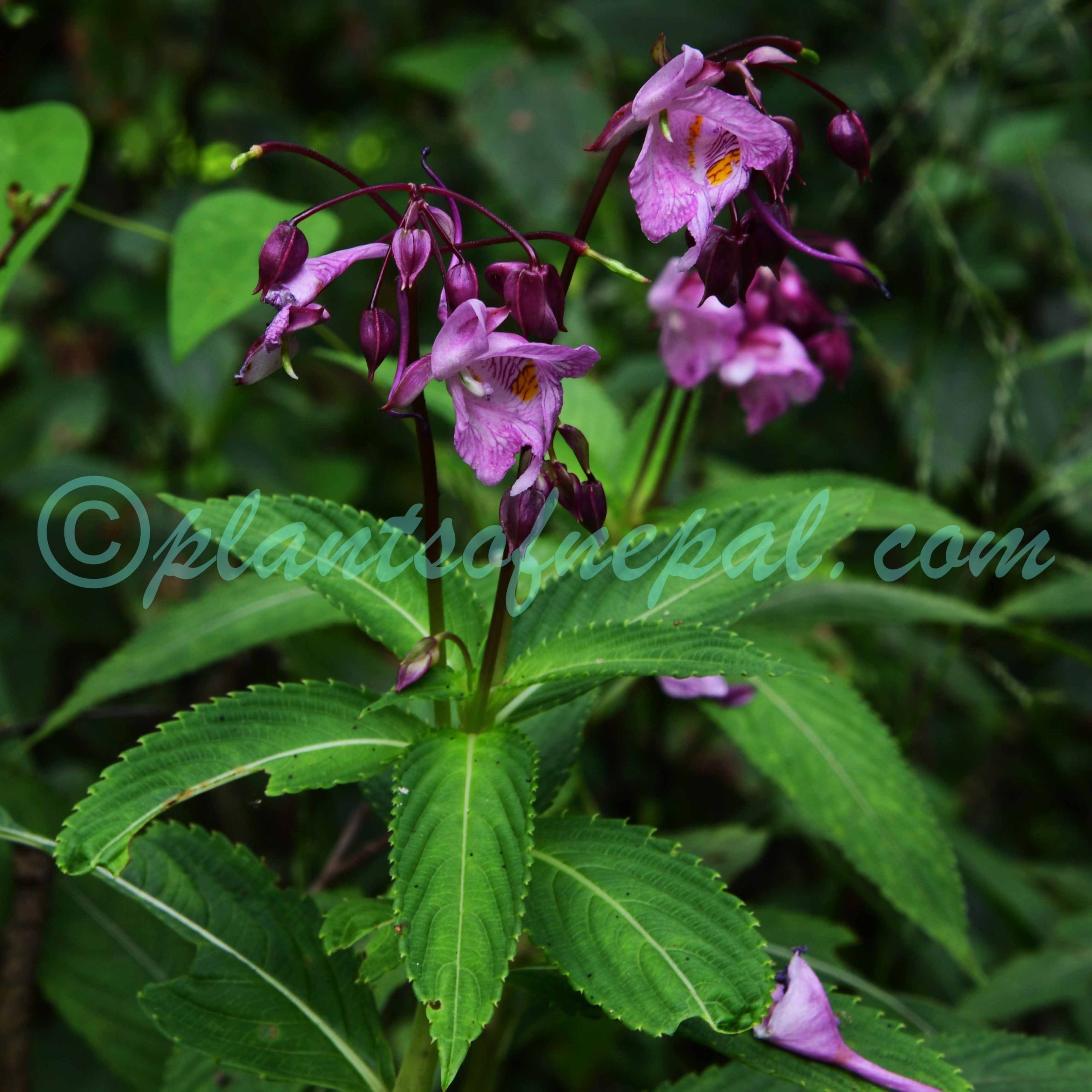 Impatiens insignis DC. Plants of Nepal