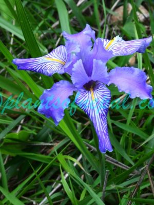 Iris decora Wall. Plants of Nepal