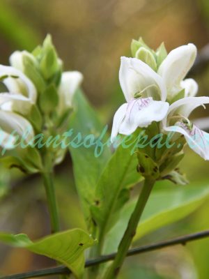 Justicia adhatoda L.