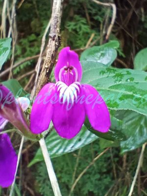 Justicia pubigera (Nees) Wall. ex C.B.Clarke Plants of Nepal