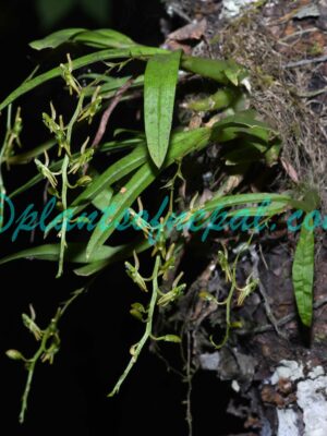 Liparis resupinata Ridl. Plants of Nepal