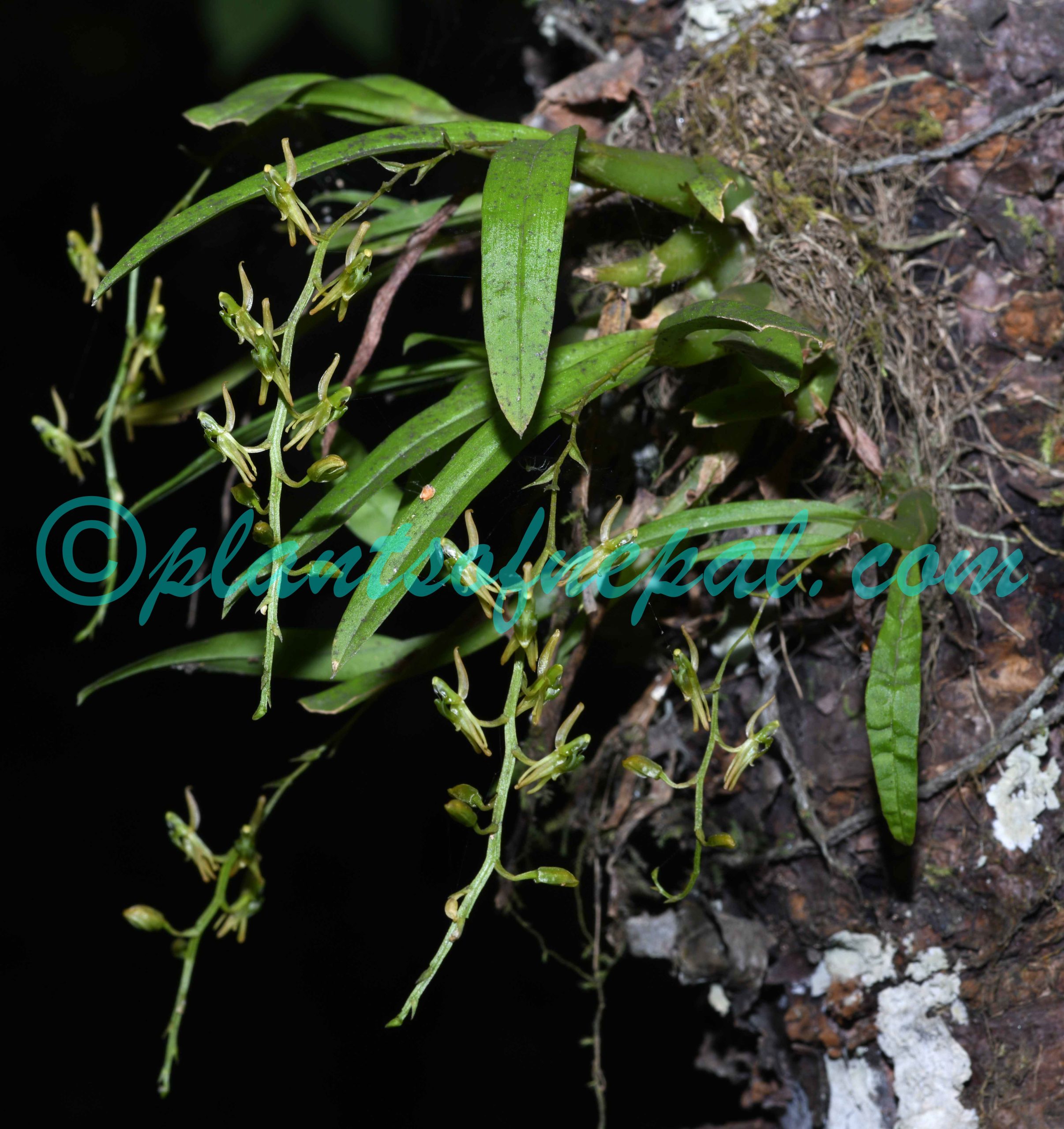 Liparis resupinata Ridl. Plants of Nepal