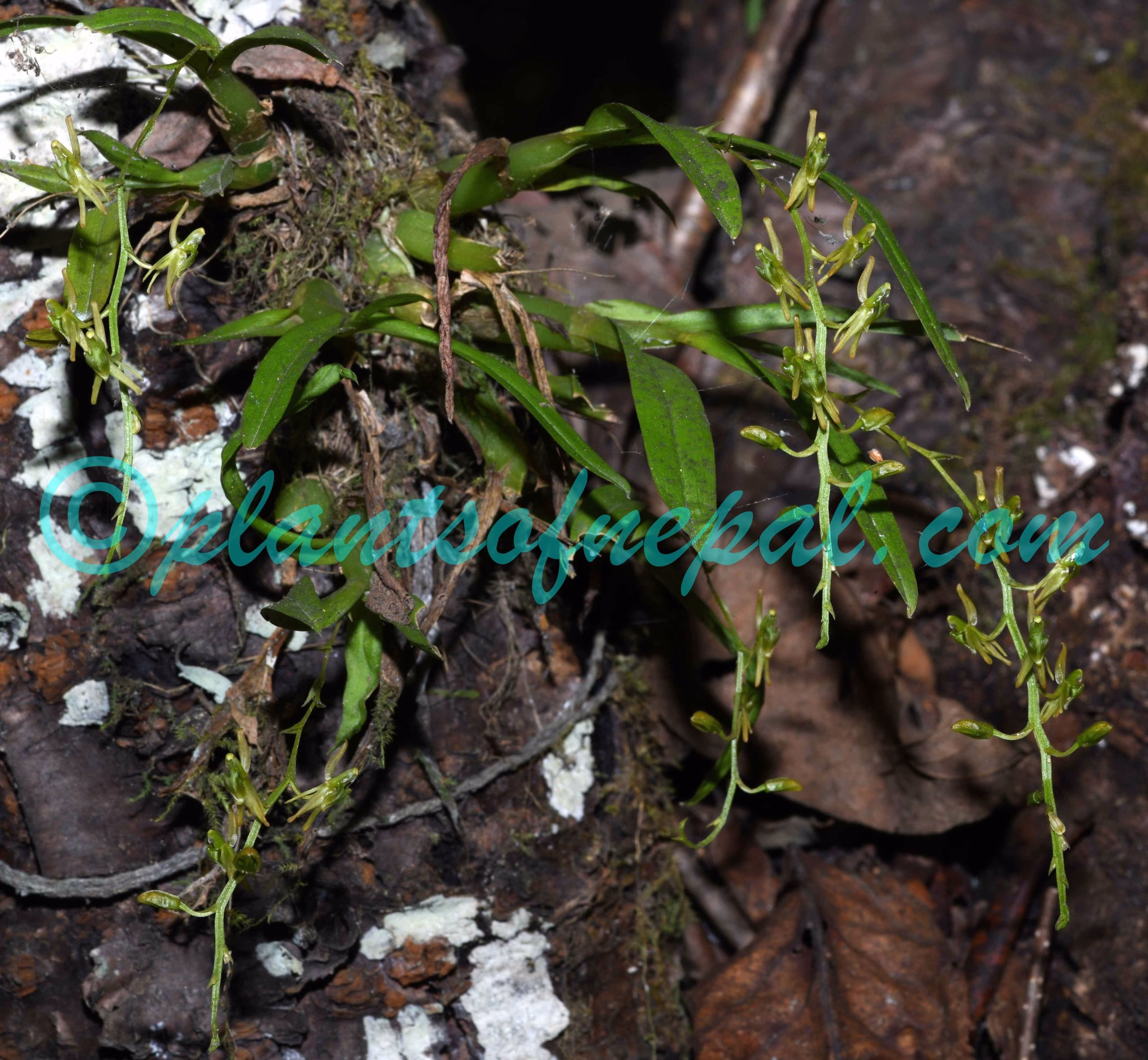 Liparis resupinata Ridl. Plants of Nepal
