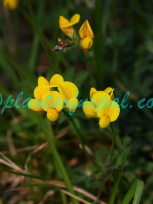 Lotus corniculatus L. Plants of Nepal