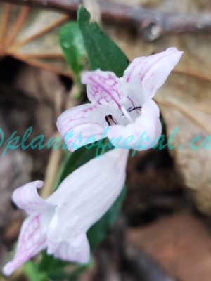 Mackaya macrocarpa (Nees) Das Plants of Nepal