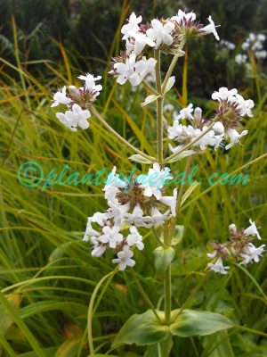 Nardostachys jatamansi (D.Don) DC. Plants of Nepal