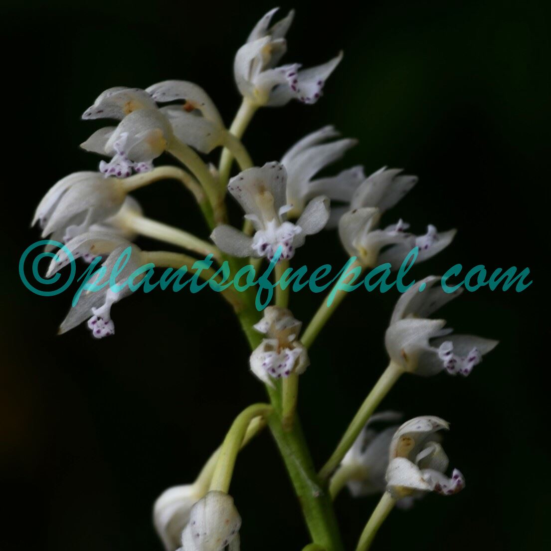 Oreorchis micrantha Lindl. Plants of Nepal