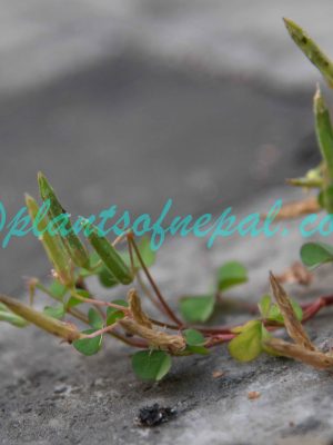 Oxalis corniculata L. Plants of Nepal