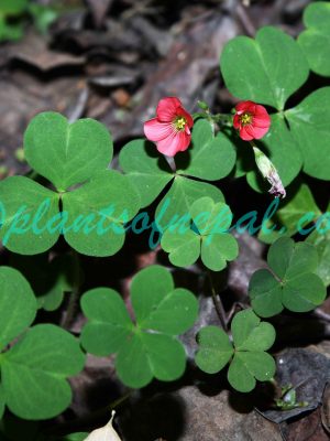 Oxalis debilis Kunth