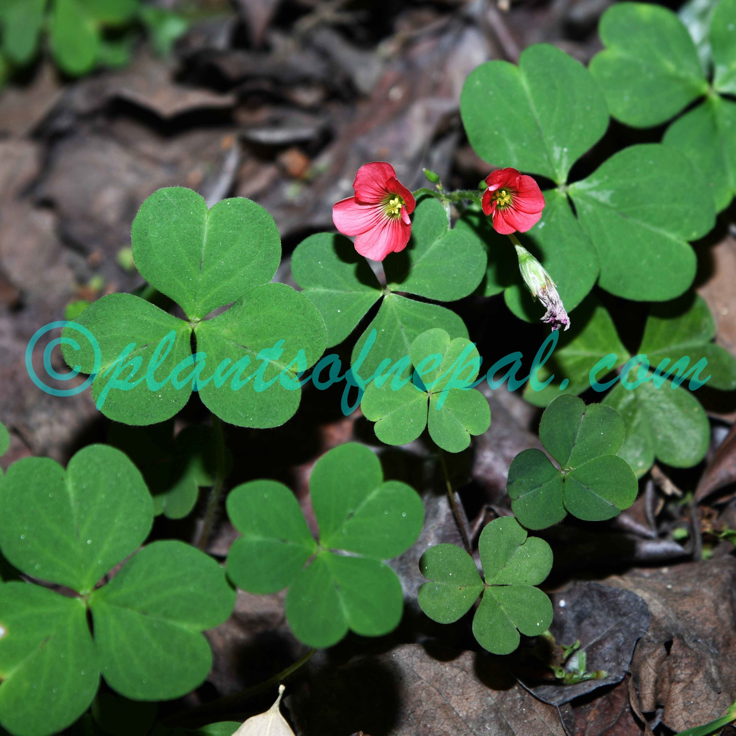 Oxalis debilis Kunth