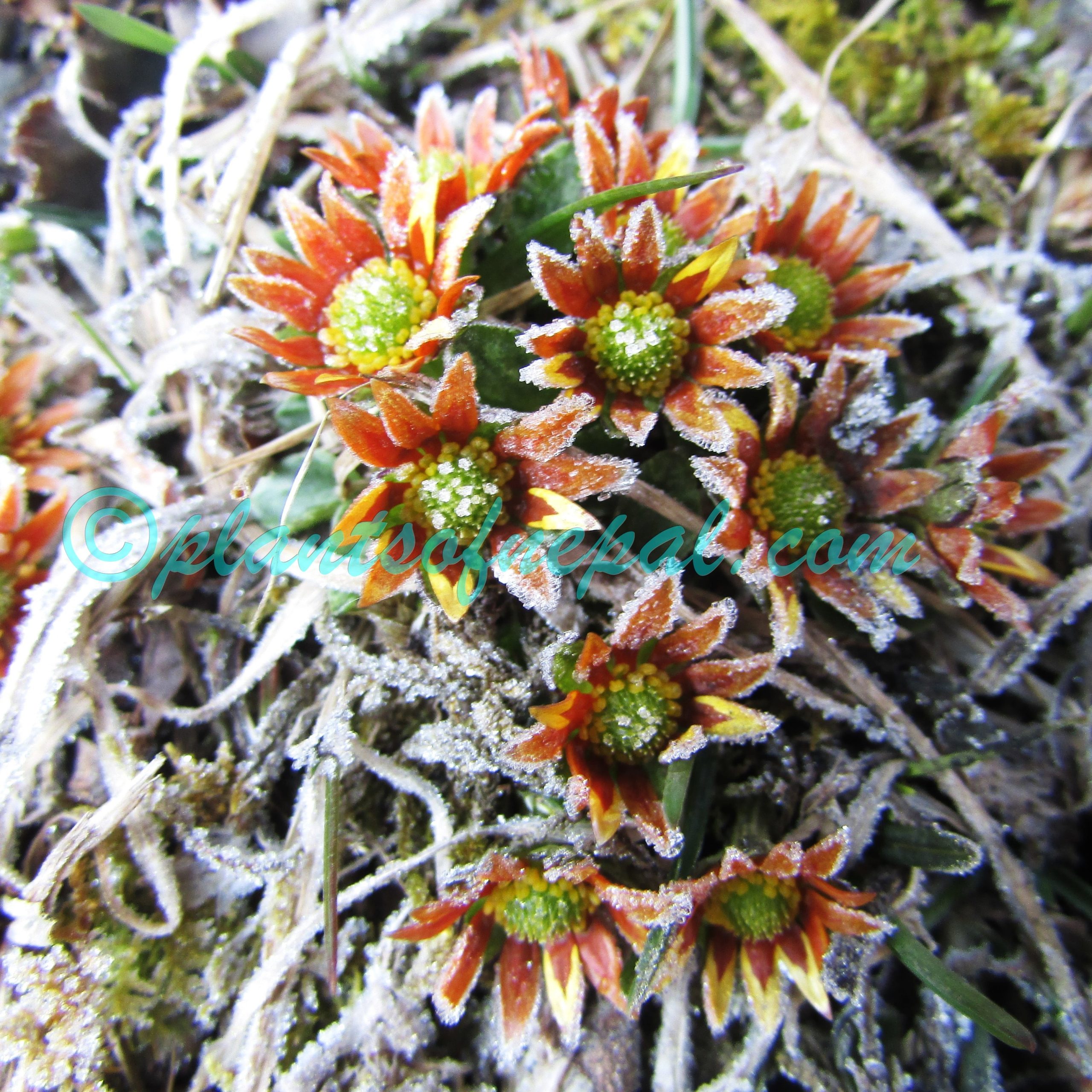 Oxygraphis endlicheri (Walp.) Bennet & Sum.Chandra Plants of Nepal