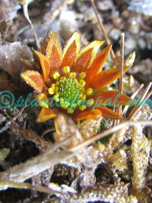 Oxygraphis endlicheri (Walp.) Bennet & Sum.Chandra Plants of Nepal