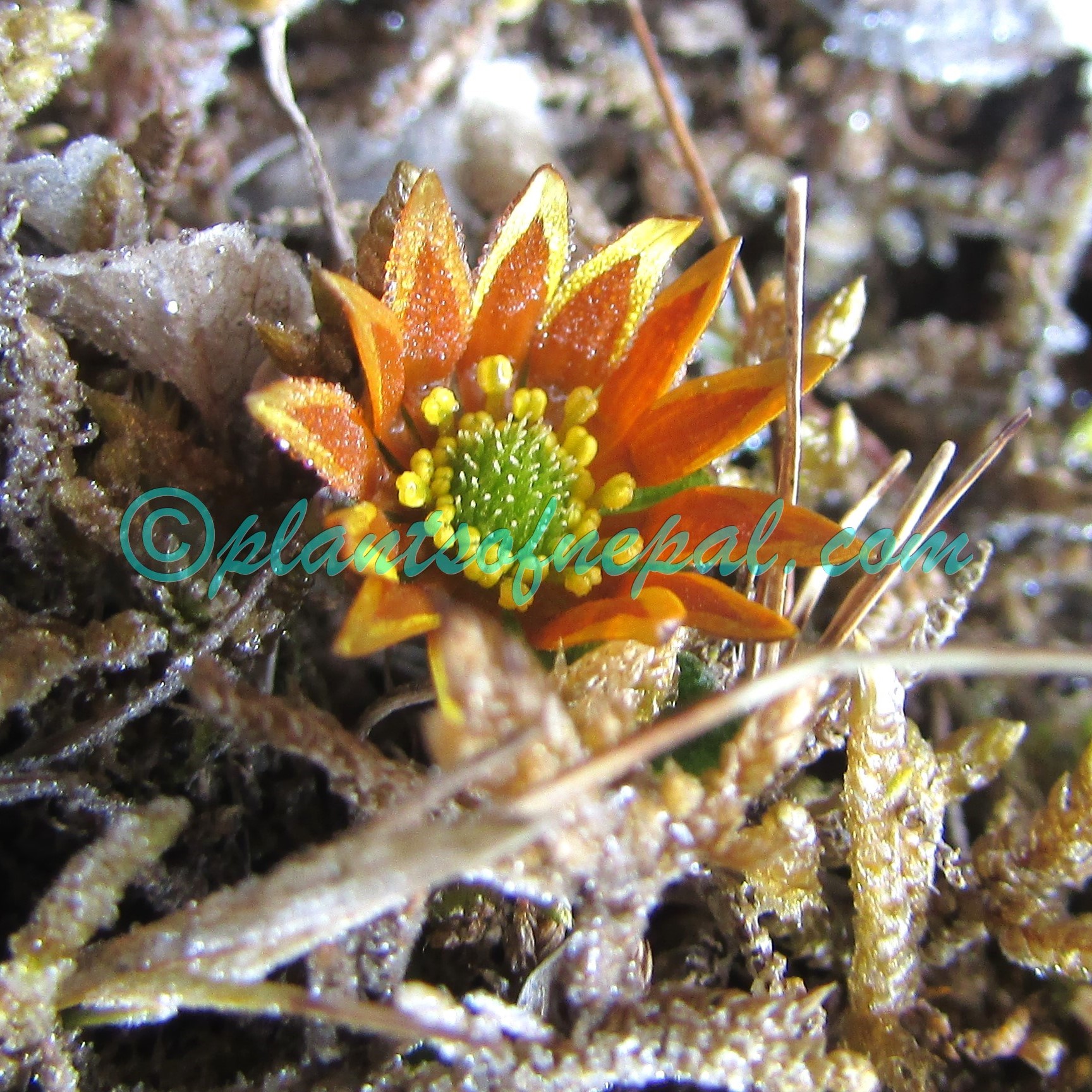 Oxygraphis endlicheri (Walp.) Bennet & Sum.Chandra Plants of Nepal